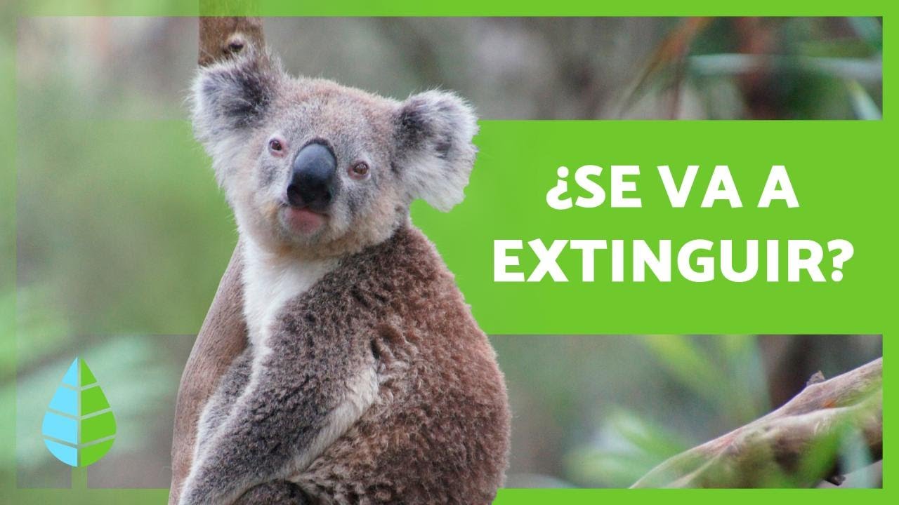 KOALA en PELIGRO de EXTINCIÓN 🐨⚠️ (Causas y Cómo ayudar)