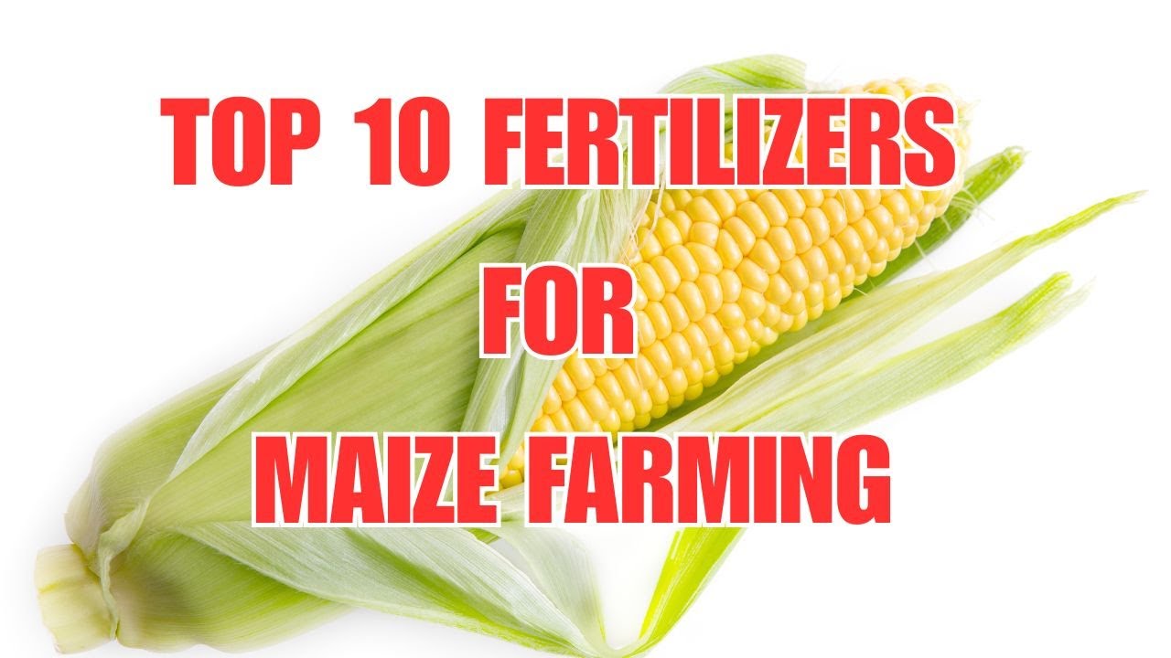 Top 10 Best Fertilizers for Maize Farming | Boost Your Maize Yield in 2025!