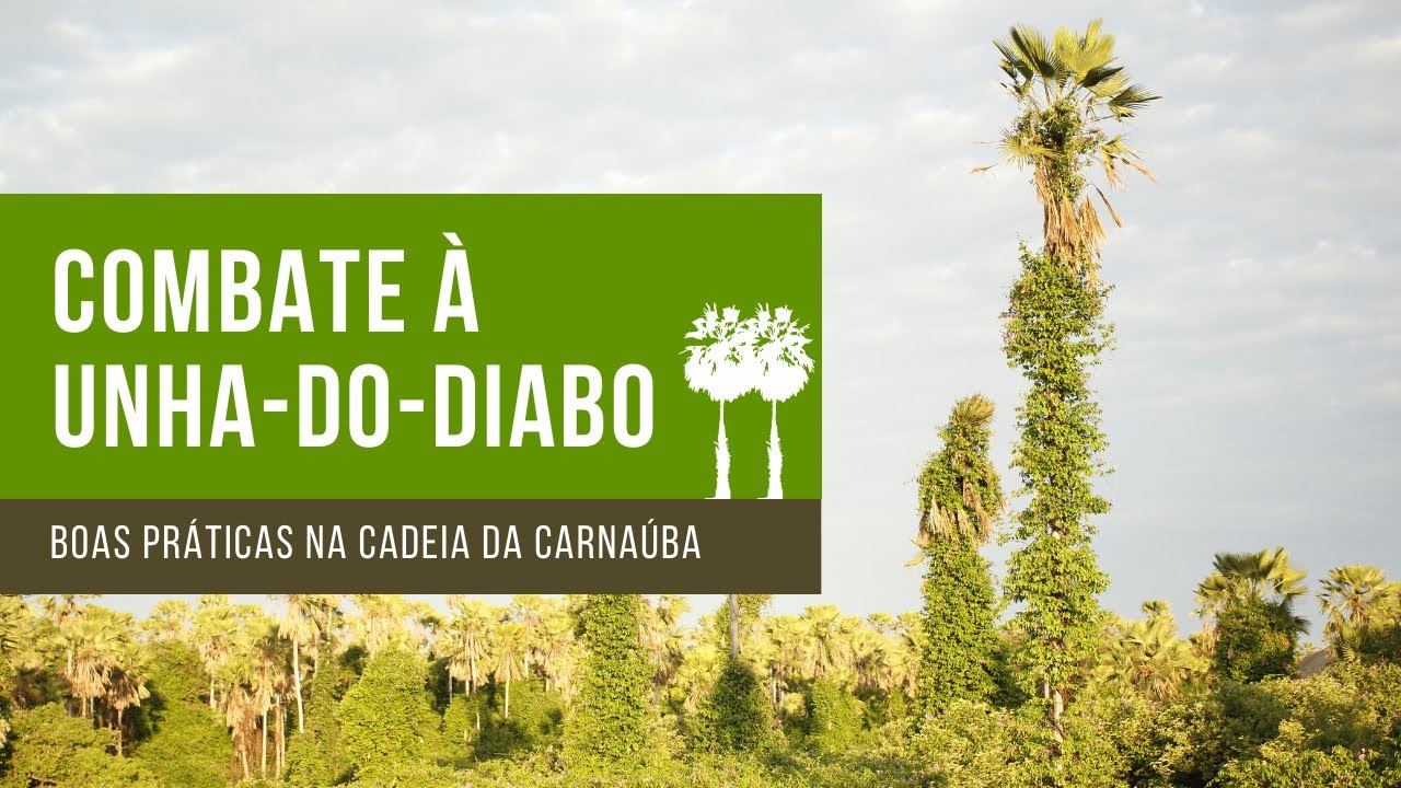 Combate à unha-do-diabo - Boas Práticas na Cadeia Produtiva da Carnaúba