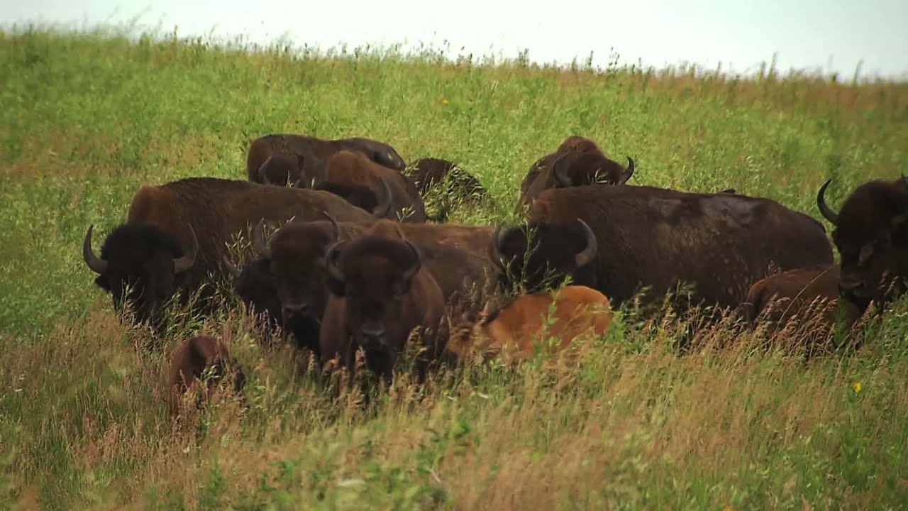 The Prairie Bison Factor | FIND Iowa