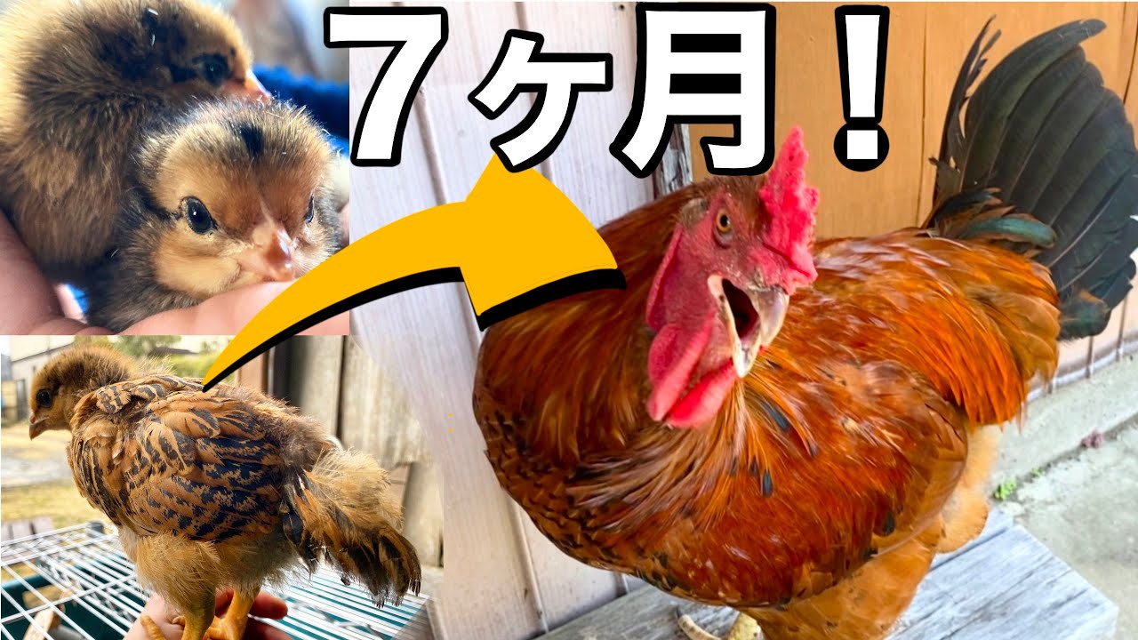 ひよこは７ヶ月も経つと立派なニワトリになる【エビフライ密着取材】