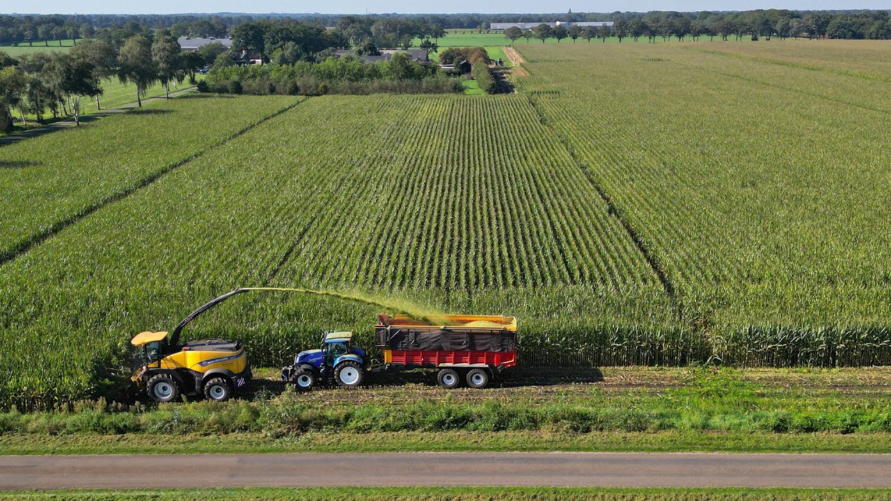 Mais 2023 / New Holland FR650 / Toonen / Maize silage