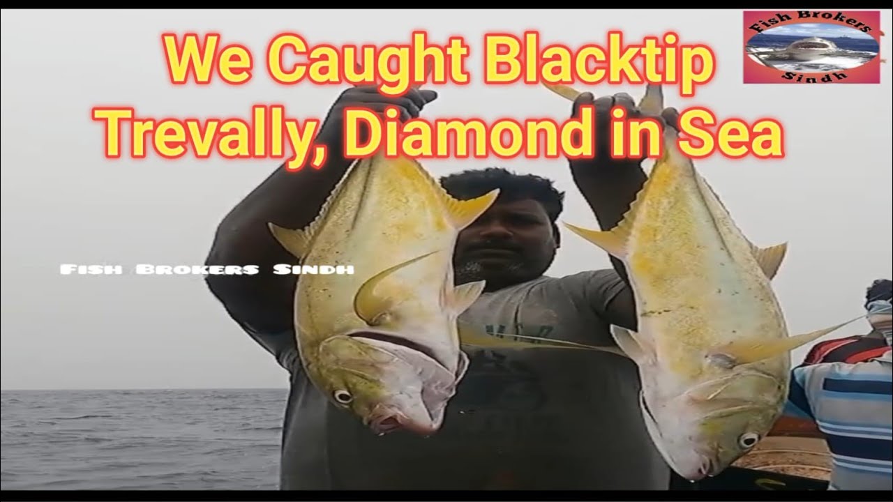 We Caught Giant Trevally Fish, Blacktip Trevally, Diamond Trevally, Horse-eye Jack & in Sea