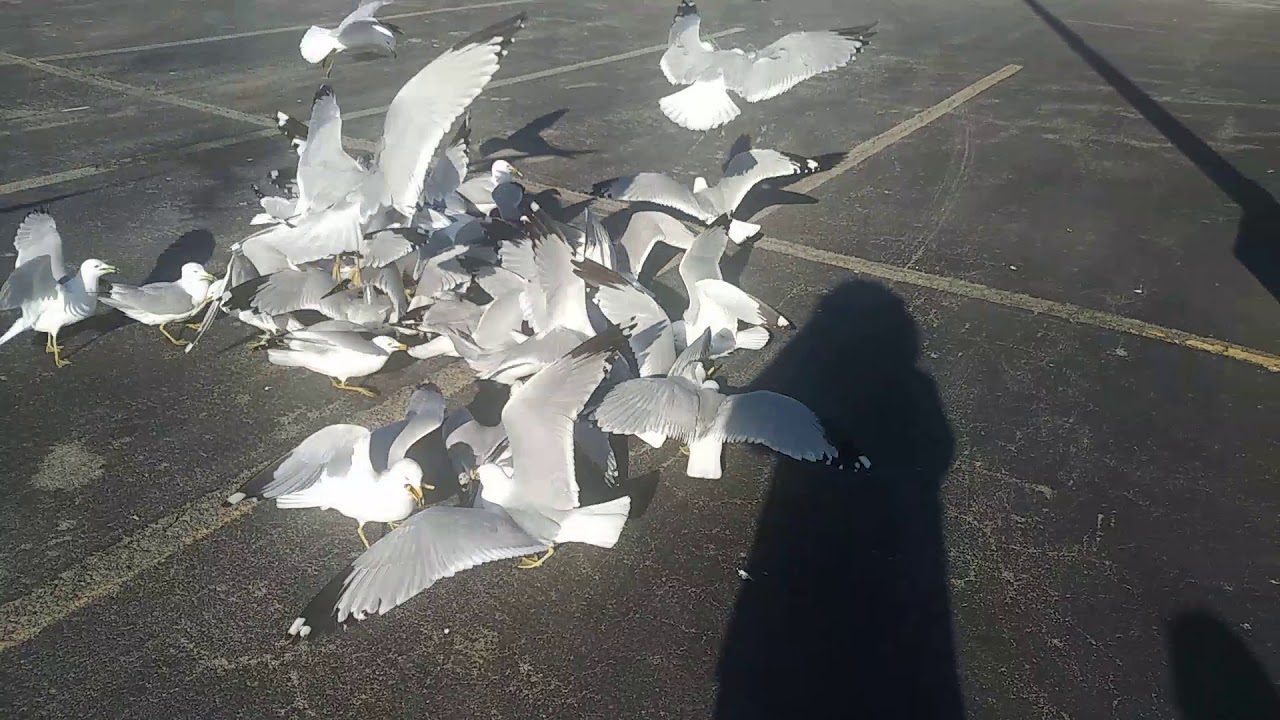 Feeding seagulls McDonalds fries