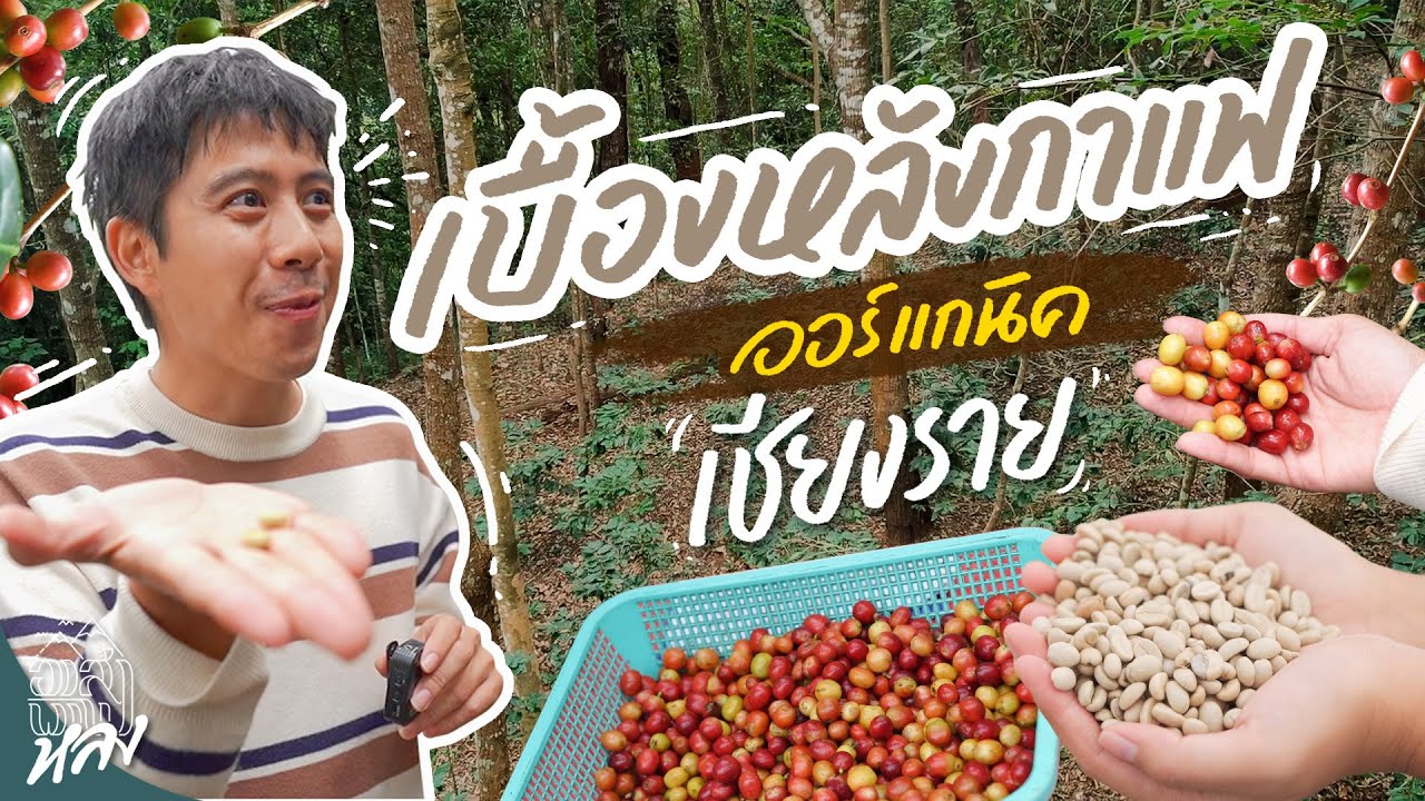 พาไปดูเบื้องหลังของกาแฟออร์แกนิกถึงเชียงราย | อาสาพาไปหลง