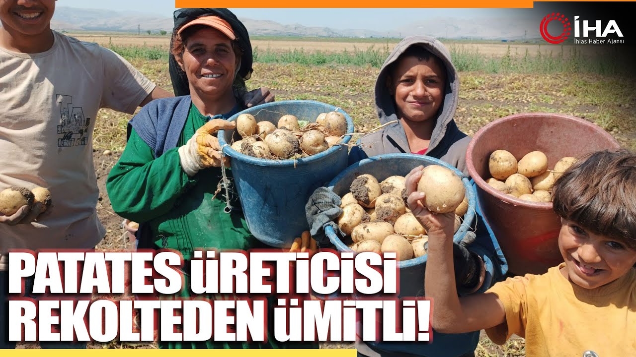 Kışlık 'Agria' Cinci Patateste Hasat Başladı