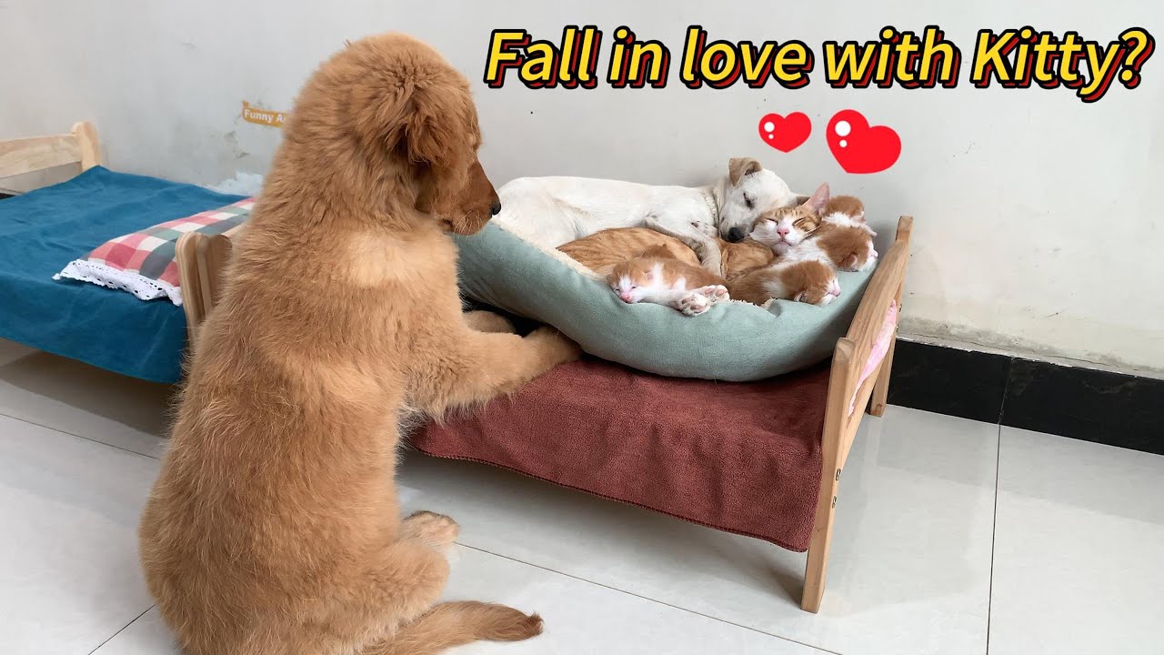 So funny! The golden retriever suspected that the puppy fell in love with the cat! Live in peace