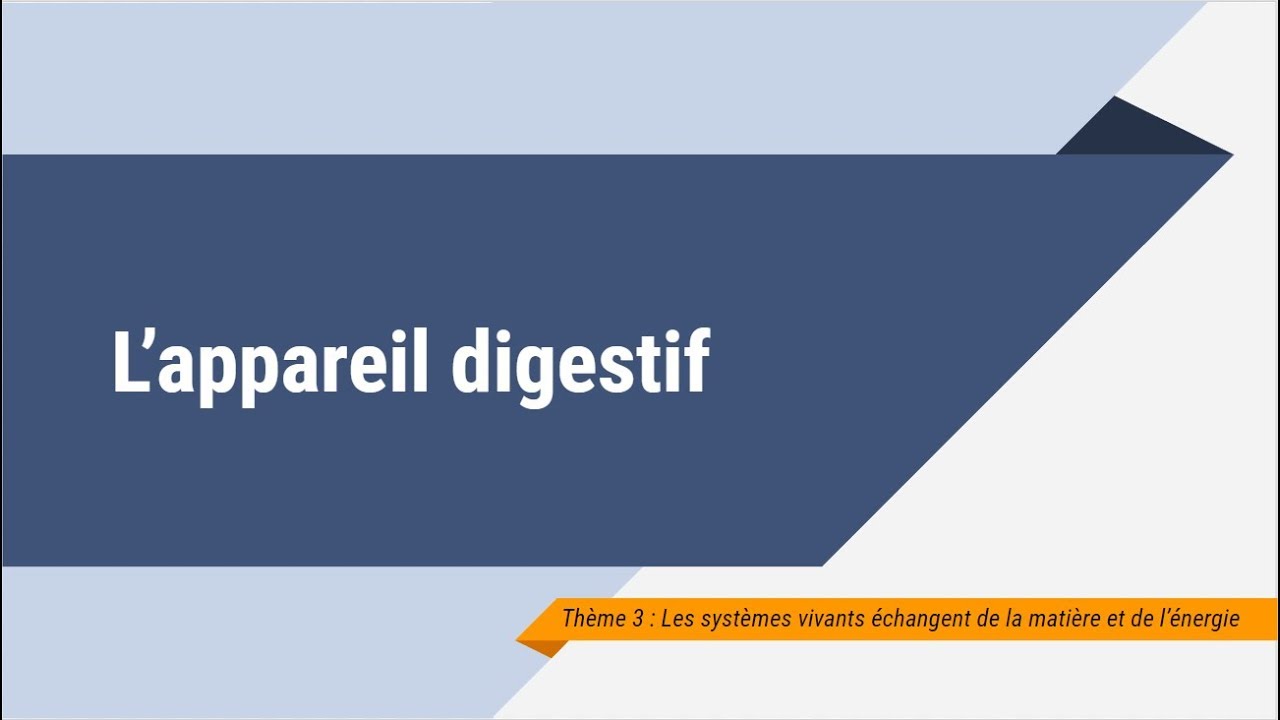 L'appareil digestif