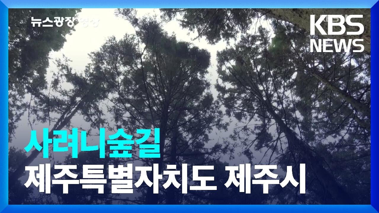 [뉴스광장 영상] 사려니숲길 / KBS  2022.04.22.
