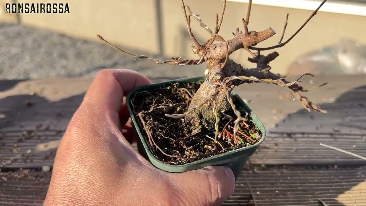 ミヤサマカエデの素材いじり７ #盆栽 #bonsai
