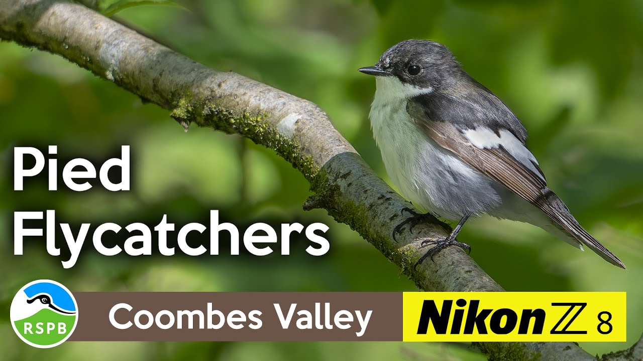 Perseverance leads to stunning pictures of Pied Flycatchers at RSPB Coombes Valley