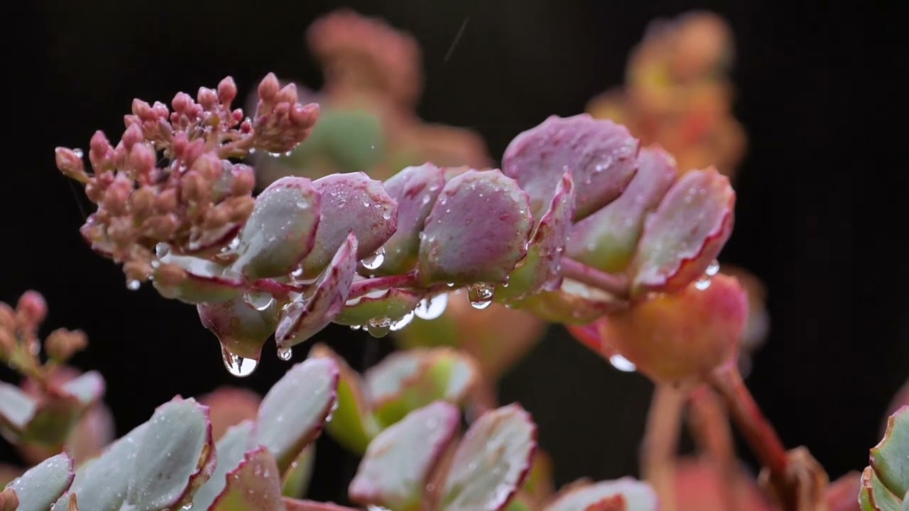 Relaxing Rain on Beautiful Flower 🌧️ Nature Sounds for Sleep, Study & Peace
