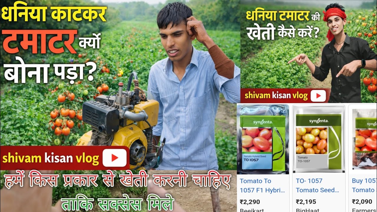 टमाटर की खेती कैसे करें | Tomato Farming Full Guide हमें धनिया काटकर टमाटर क्यों बोना पड़ा 
