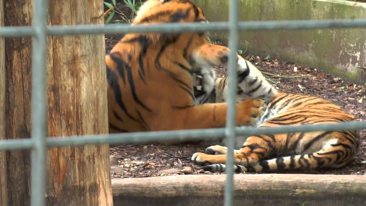 Tila und Asim -- Die flirtenden Sumatra-Tiger aus dem Heidelberger Zoo