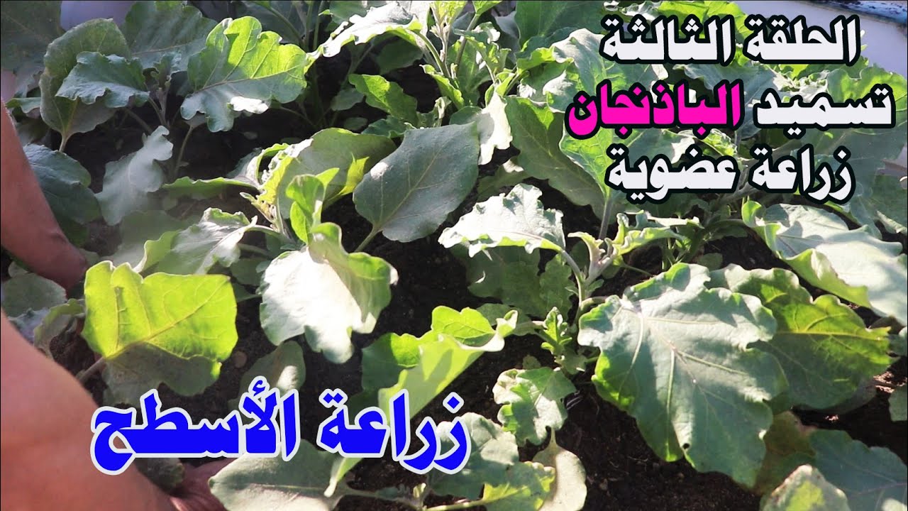 خليك معايا هتعمل اكتفاء ذاتي من الخضر الأورجانيك الحلقة الثالثة من زراعة الباذنجان في الأحواض