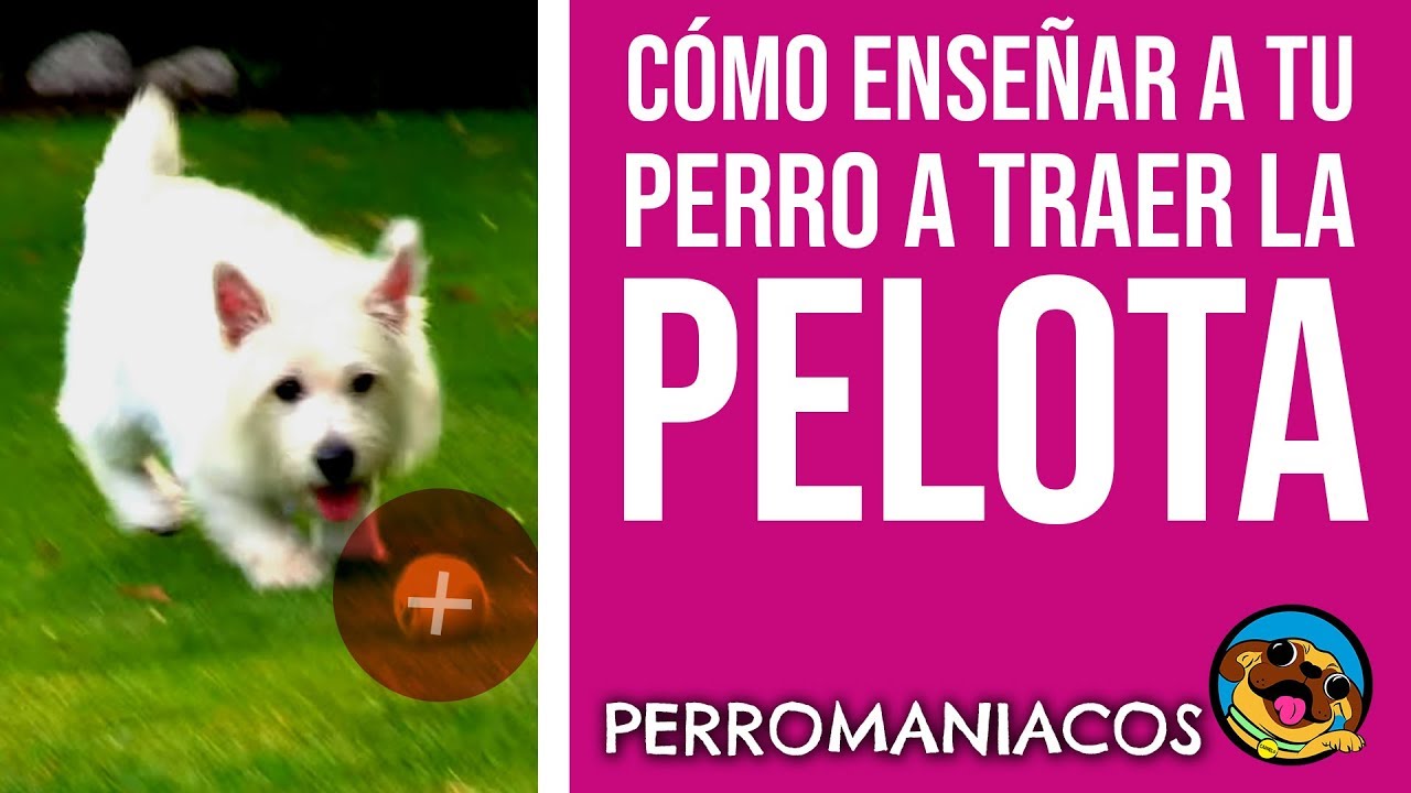 Cómo enseñar a tu perro a traer la pelota. Perromaniacos