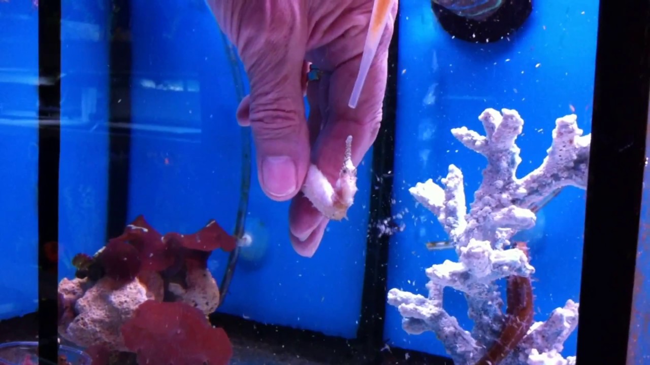 TREATING WEAK SNICK IN SEAHORSES