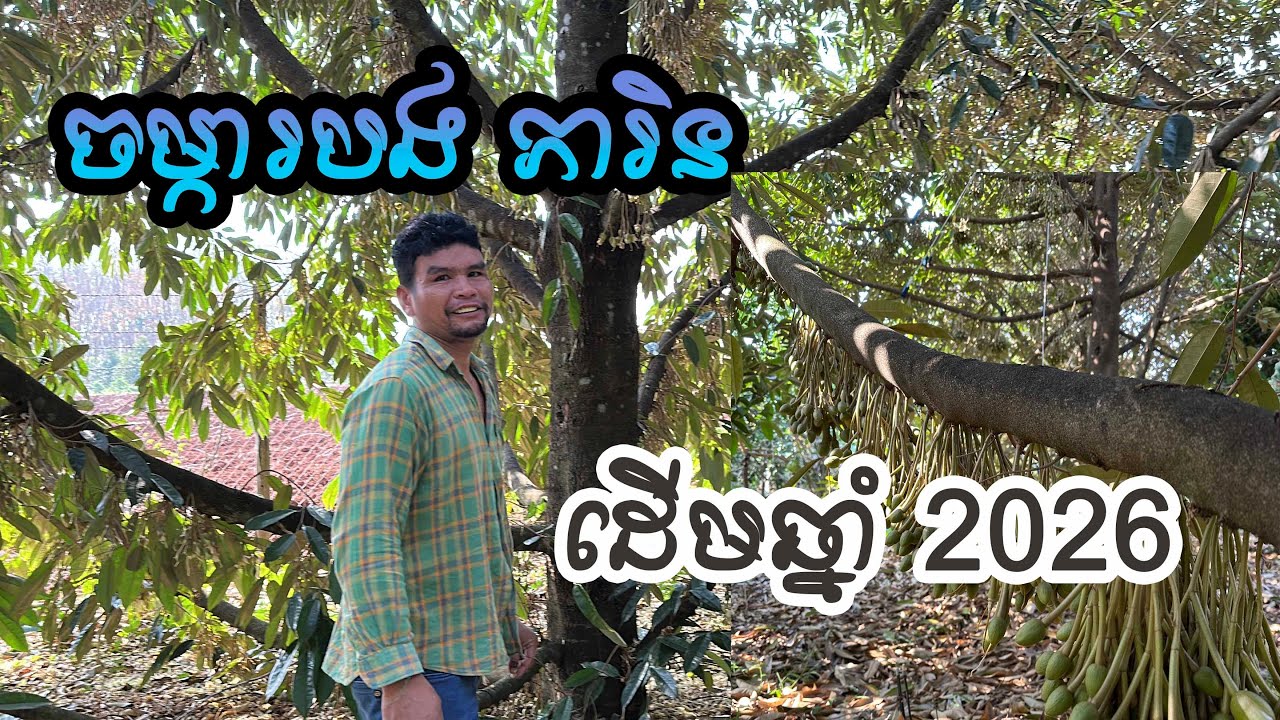 ចម្ការបងភារិន ដើមឆ្នាំ 2026