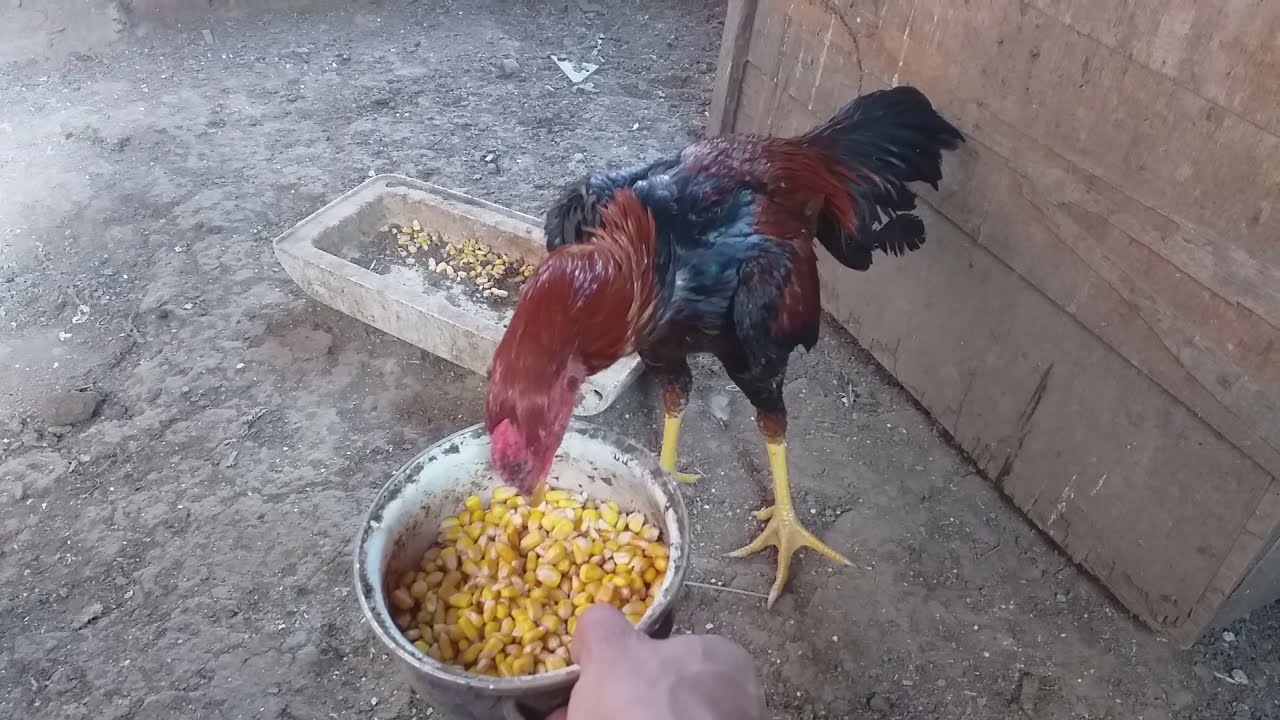 الديك الهندي وهو عمر ست شهور وجنبه الديك الثاني عمر ثلاث سنين