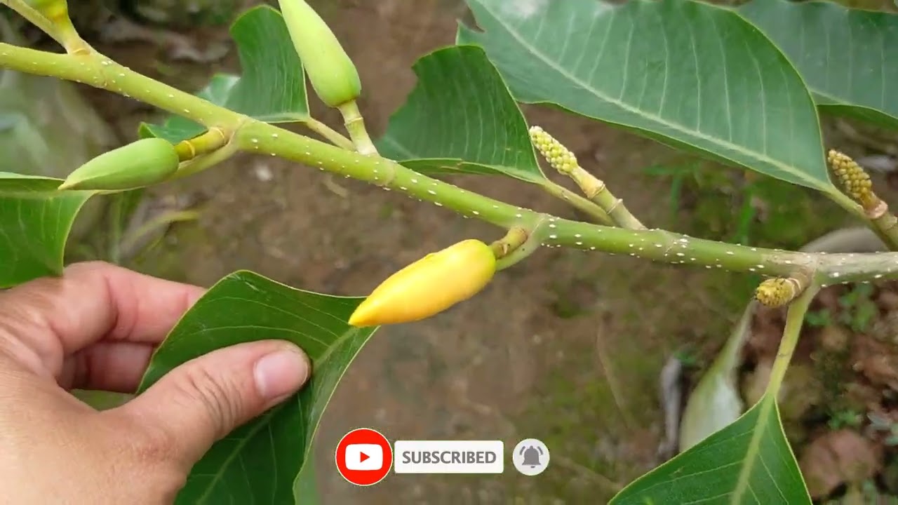 Cách nhận biết, phân biệt cây hoa hoàng lan, ngọc lan vàng và ngọc lan trắng