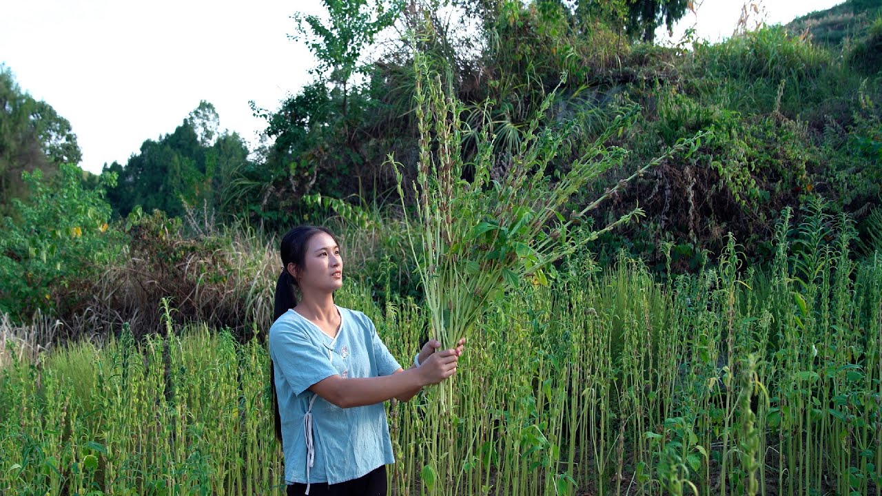 Grow Sesame from Seeds to Harvest!
