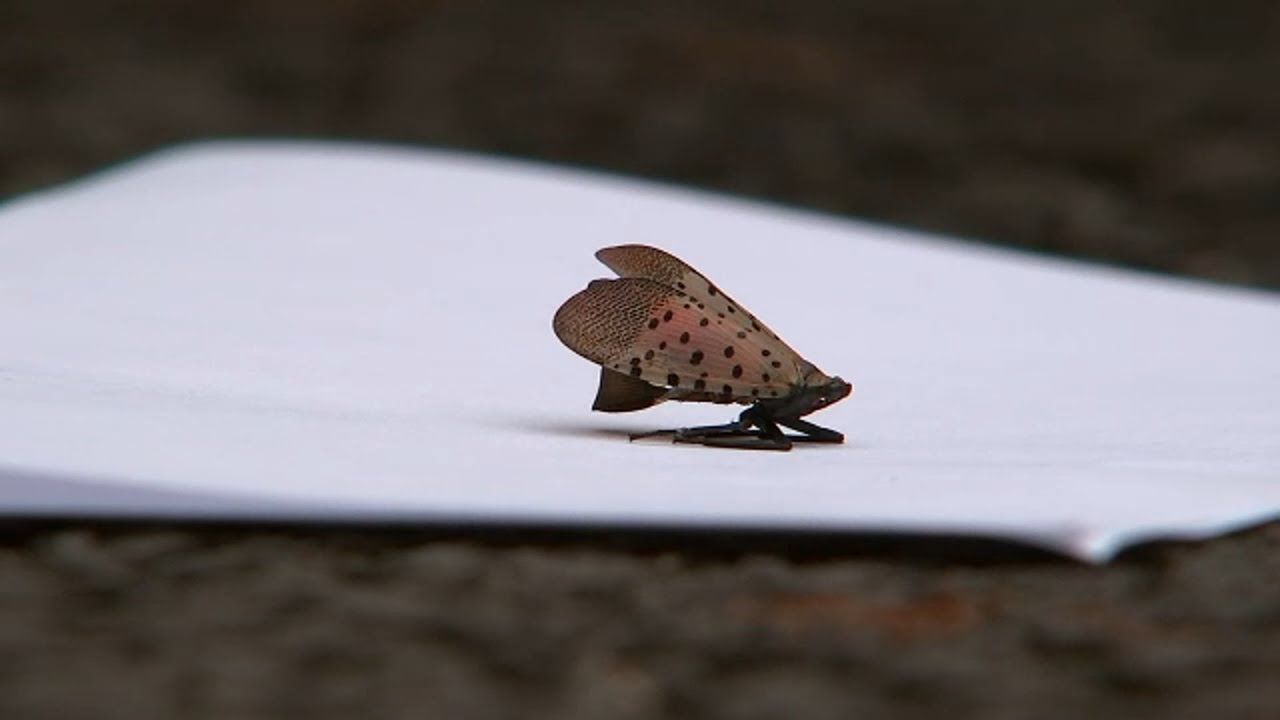What you can do to help stop the spotted lanternfly