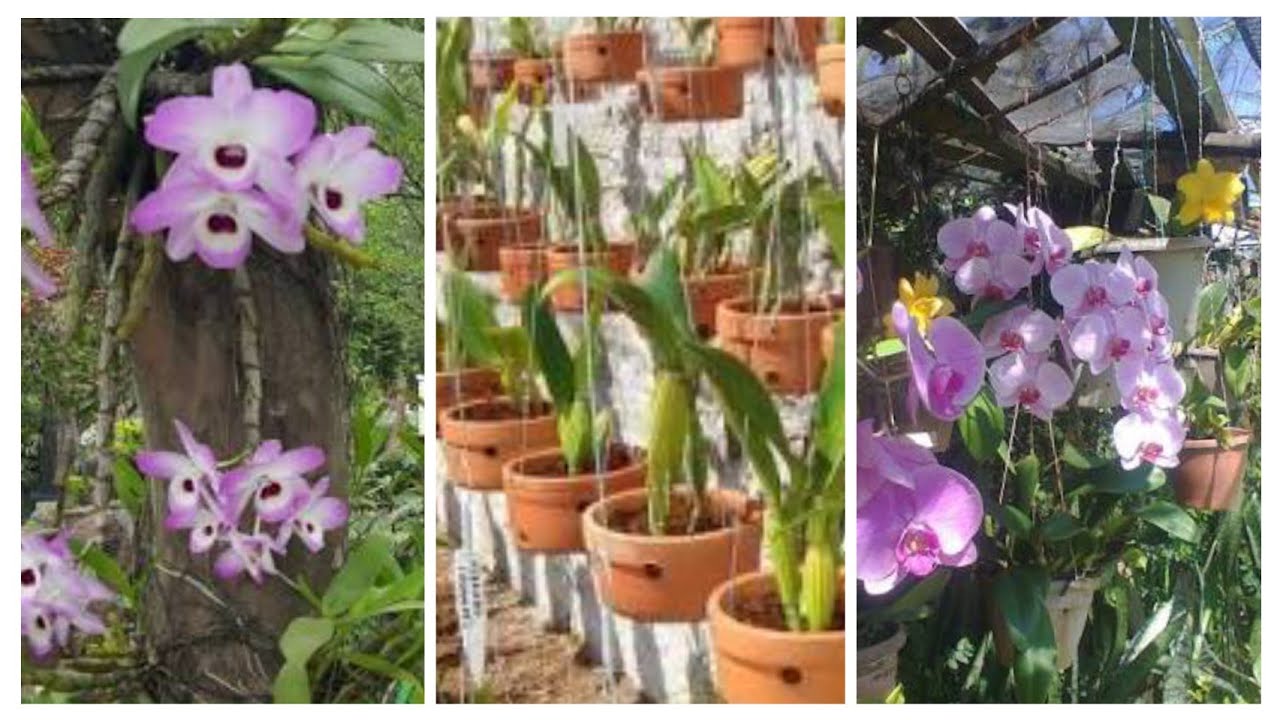 Como montar um ORQUIDÁRIO em casa SEM GASTAR MUITO