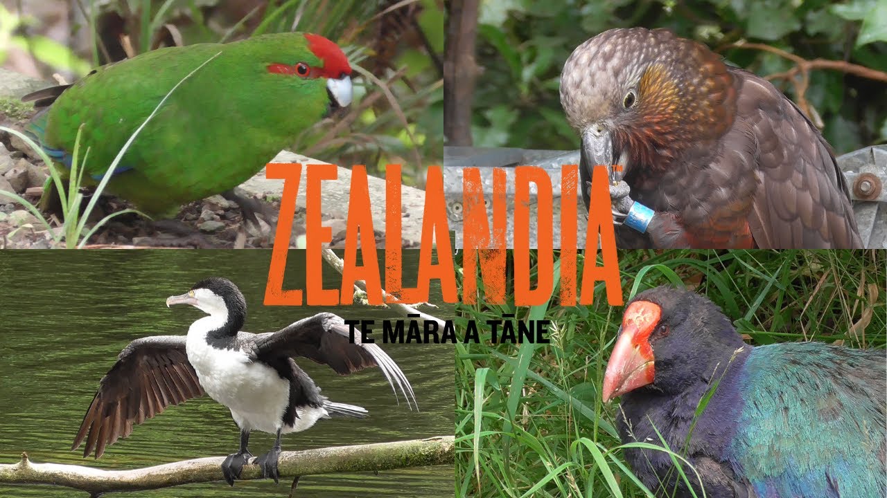 A Day In Zealandia