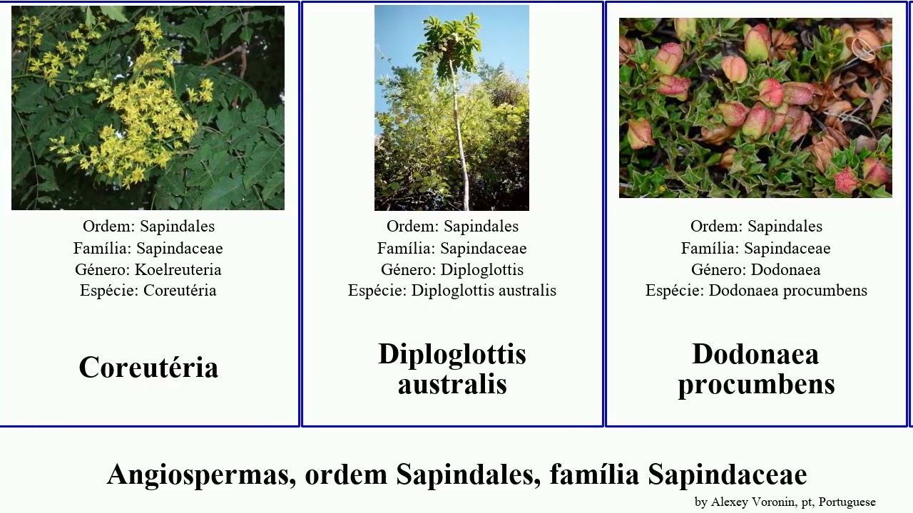 Angiospermas, ordem Sapindales, fam&iacute;lia Sapindaceae acer cardiospermum sect australis menor tenax