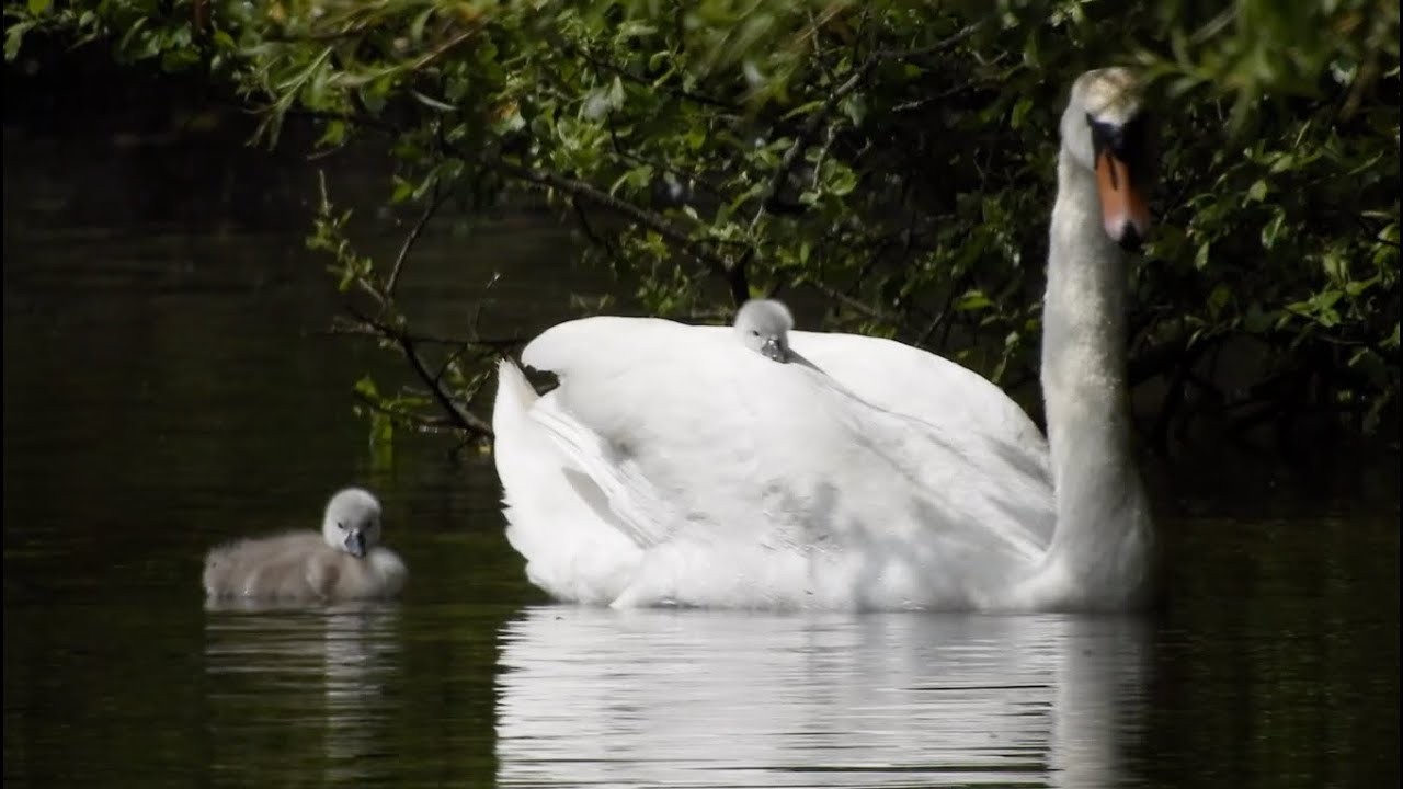A Ride on the River: May Cygnets