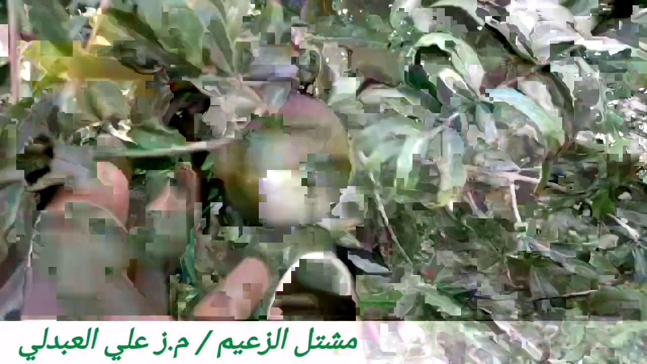 تاثير اشعة الشمس المباشره على ثمار اشجار الرمان