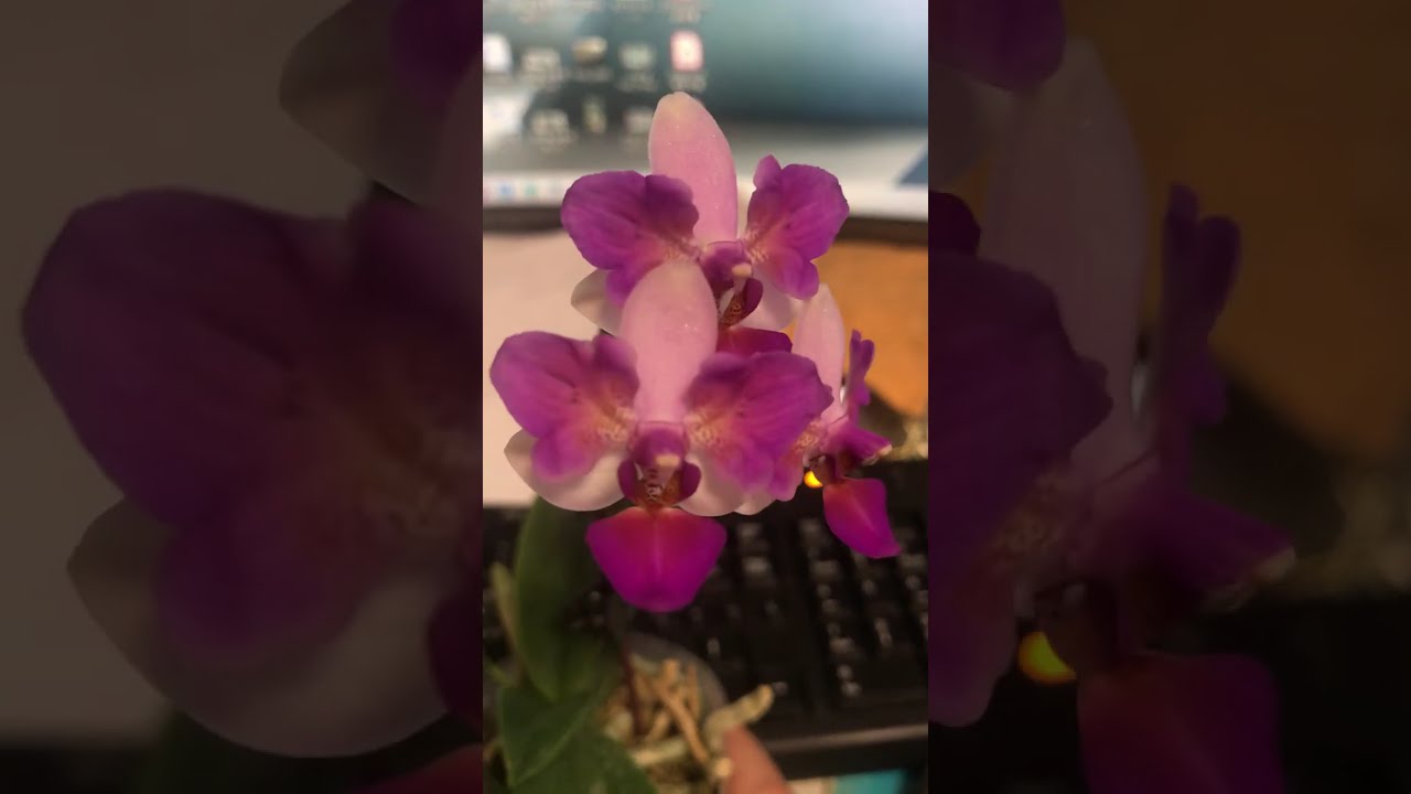 蝴蝶蘭 Phalaenopsis Liu's Berry 'Trinity' 劉氏莓果 (花變異)