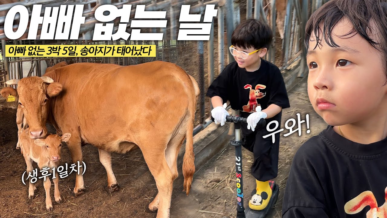 아빠 없는 3박5일, 송아지가 태어났다🔥ㅣ로보락 Qrevo EdgeC🫧ㅣ농사철브이로그🌱ㅣ고추농사🌶️ㅣ축사나들이ㅣ포크레인ㅣ베트남출장ㅣ아빠어디가ㅣ일상ㅣ힐링