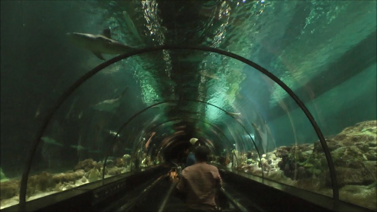 Shark Encounter, SeaWorld Orlando HD (1080p)