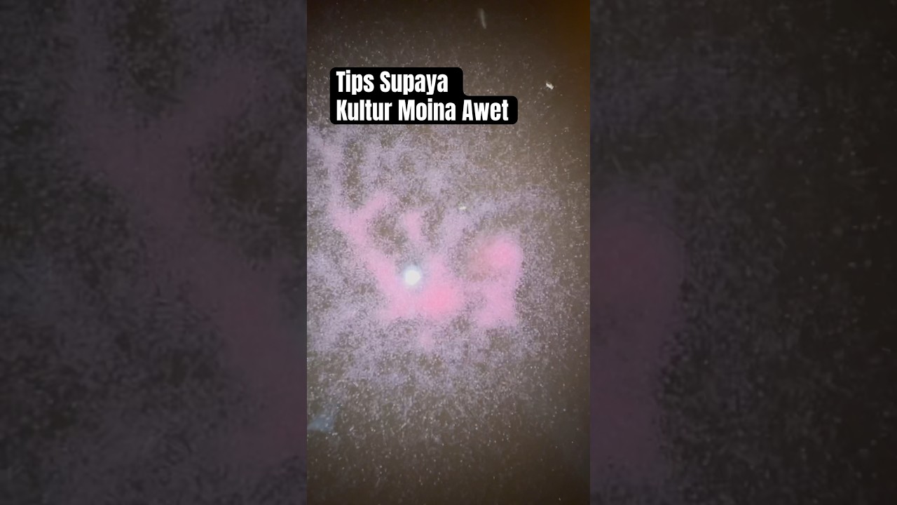 Tips Kultur Moina/ Kutu Air Awet #bettafish #moinaculture #moina