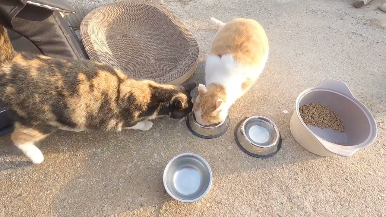 고양이 집 만들기