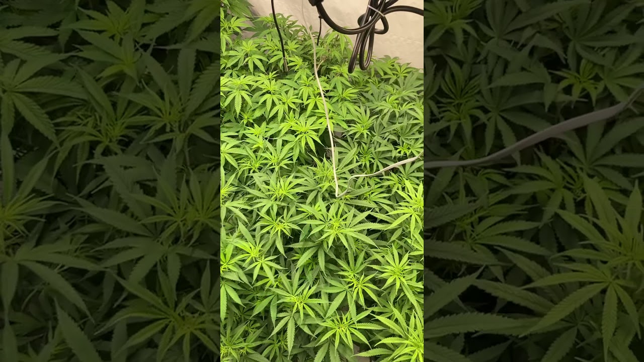 Recharge it up so your cannabis plants can be protected