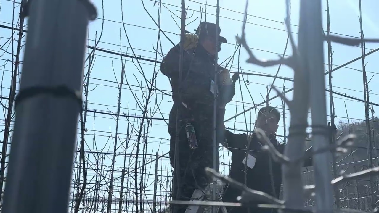 다축교류회 경북중부권역 2026년 상반기 현장교육 노을빛 진 애플농원 전정교육 1