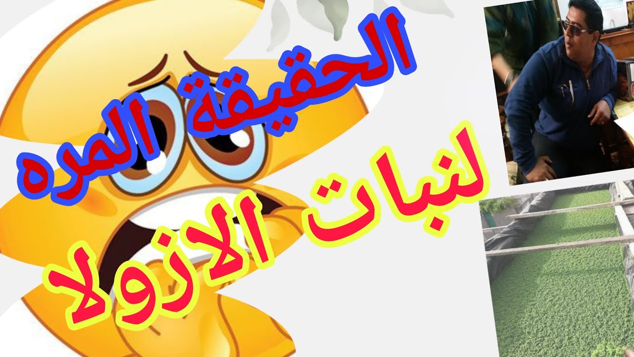 الحقيقة المرة للازولا.عيوب الازولا.مشاكلها التى لاتنتهي .مابنلحقش نعرف السبب بنزرع من جديد.Azolla