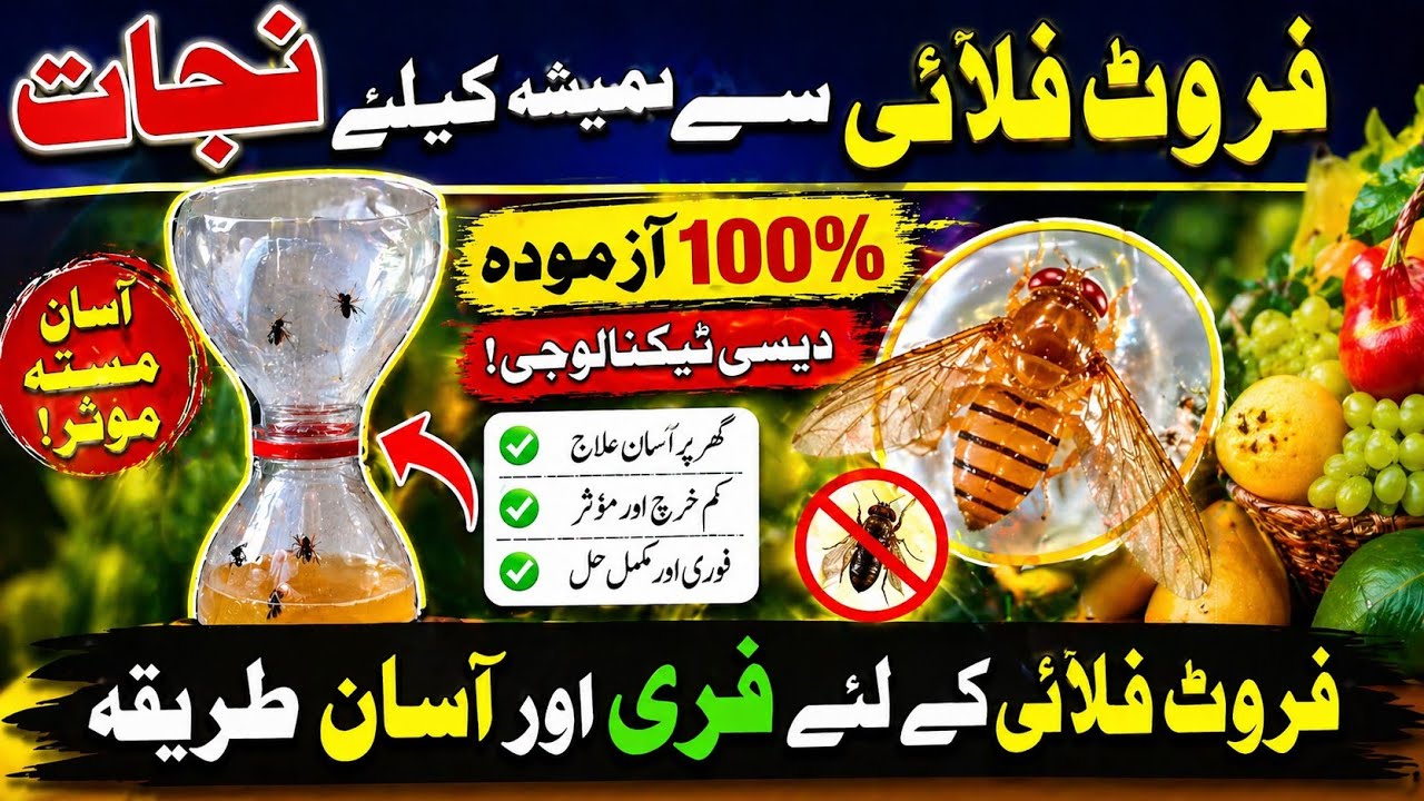 how to get rid of fruit flies | Fruit fly | pest control |@ATC Organic