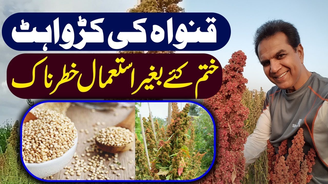 Never use raw quinoa | Quinoa bitterness washing technique