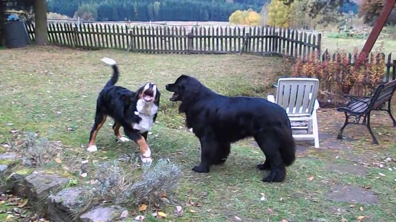 friendly dog fight - Newfounland dog vs. Bernese mountain dog