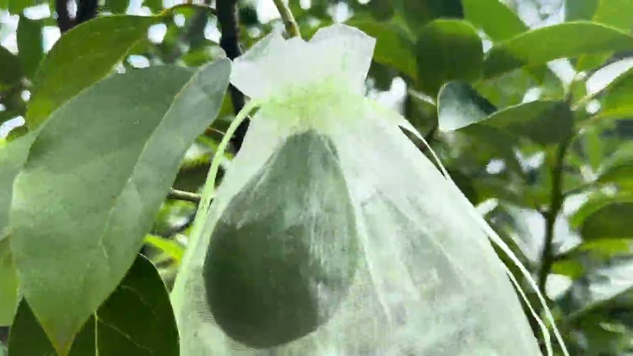 Poncho Avocado - July 2024 Update - Garden Update Zone 9A