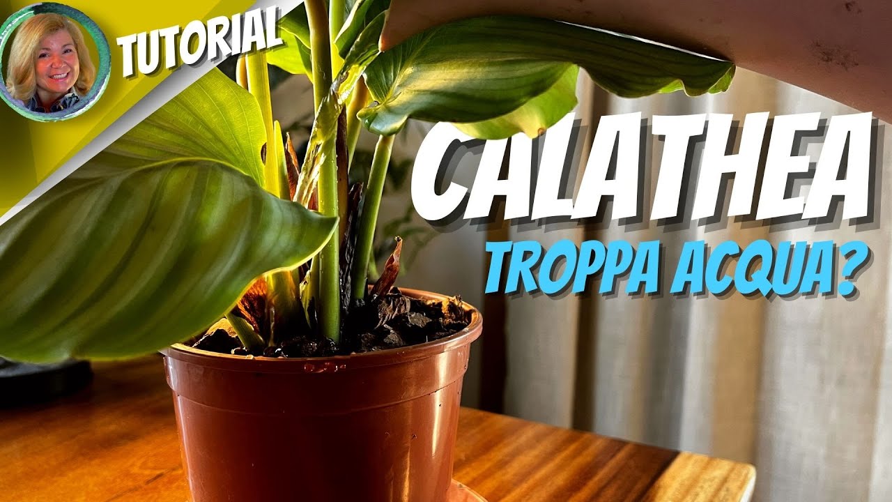 come SALVARE la CALATHEA da una eccessiva ANNAFFIATURA?
