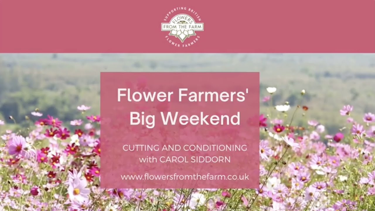 Cutting and Conditioning Flowers with Carol Siddorn of Carol's Garden | Flower Farmers' Big Weekend