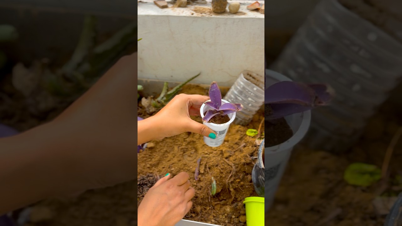 Purple Heart Plant Care & Propagation Guide: Grow Vibrant Tradescantia pallida Easily#shorts#viral