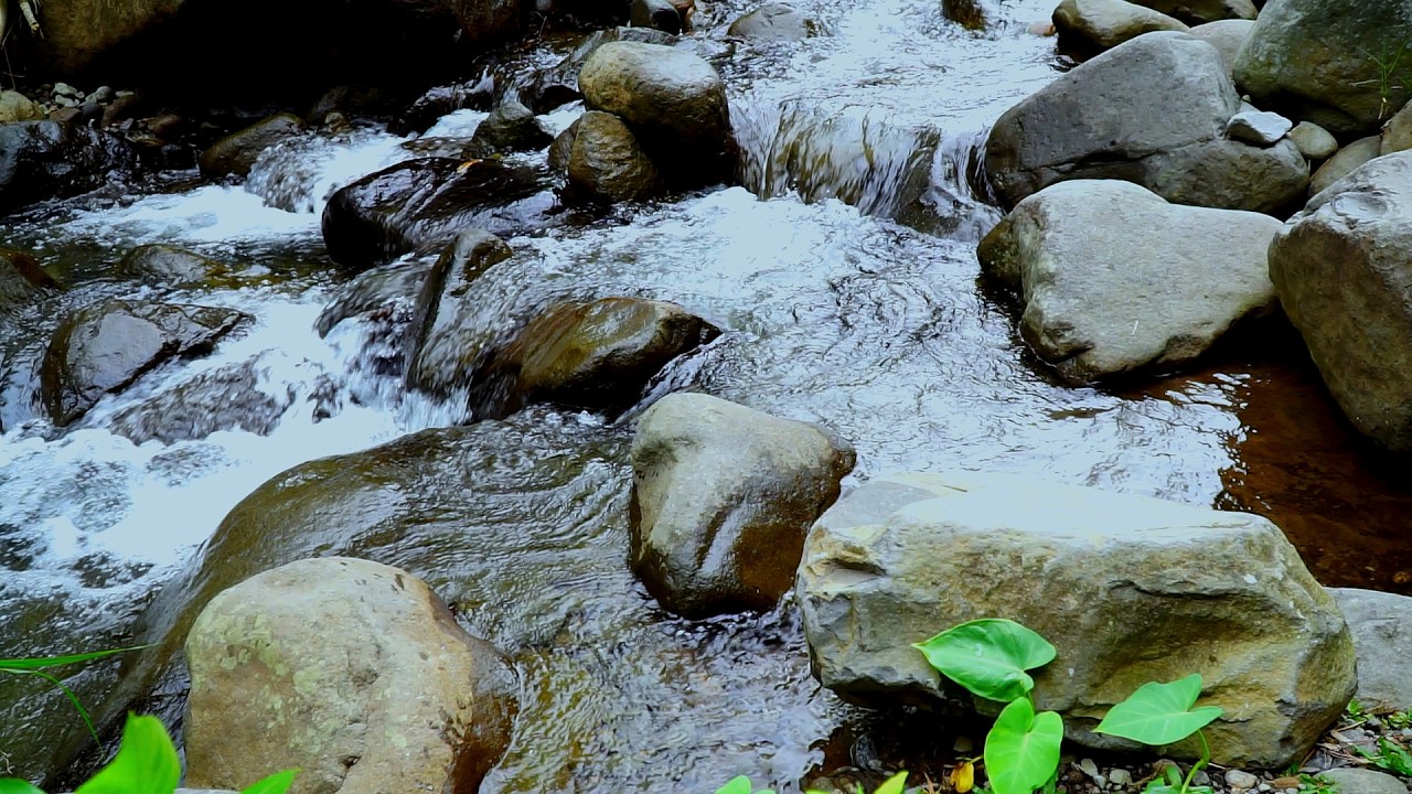 Peaceful River Sounds for Studying and Focus | Calm Stream Water Flow