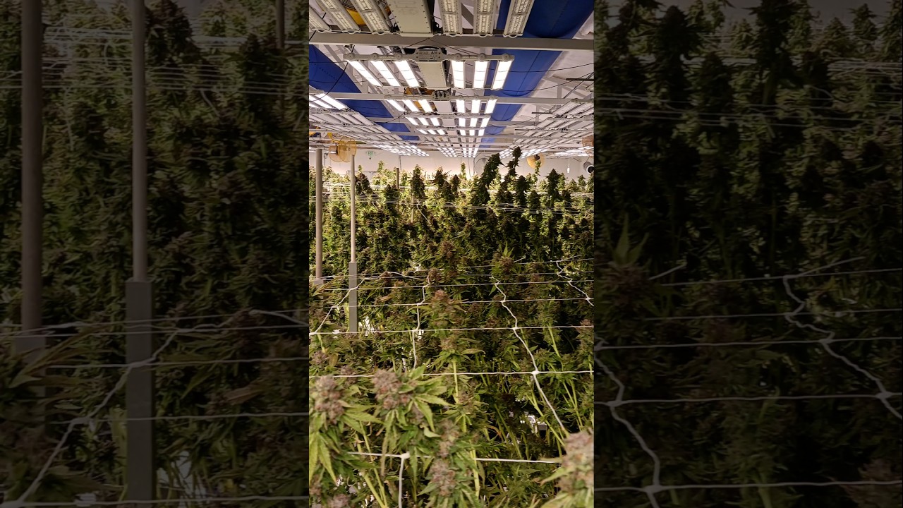 #cannabis #marijuana #pakalolo #mota #hemp #genetics #seeds #flowerroom @mattthewatchman