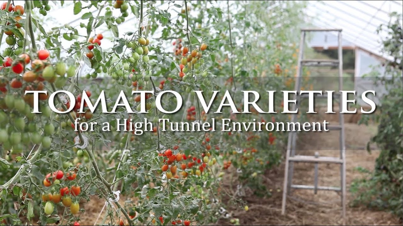 Tomato Varieties for a High Tunnel Environment