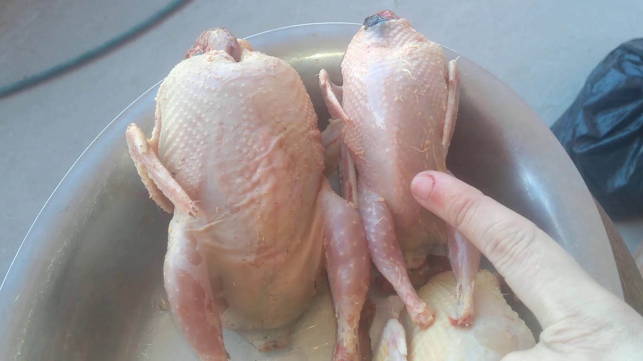 QUAL A MELHOR RA&Ccedil;A DE CODORNA PARA ABATE CODORNA GIGANTE X CODORNAS JAPONESA TIRE SUAS DUVIDAS ....